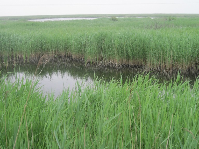 黄河三角洲的湿地——芦苇湿地