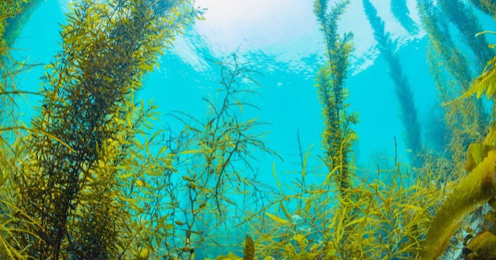 蓝色渔场的守护神：人工鱼礁和海底森林