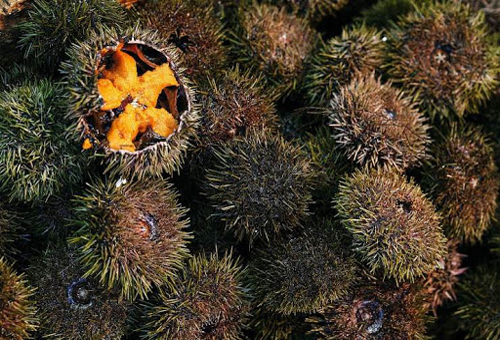 海胆——海底森林中的大胃食客