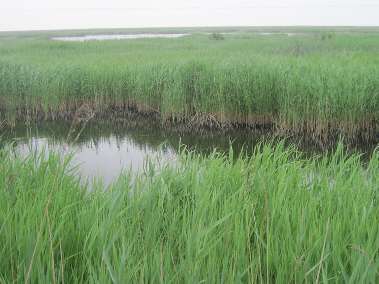 黄河三角洲的湿地——芦苇湿地(图1)